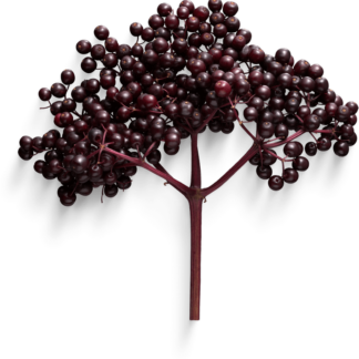 Elderberry