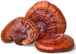 Reishi Mushrooms